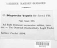 Apioporthe vepris image